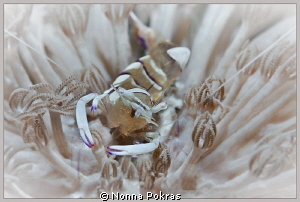 funny eyes by Nonna Pokras 